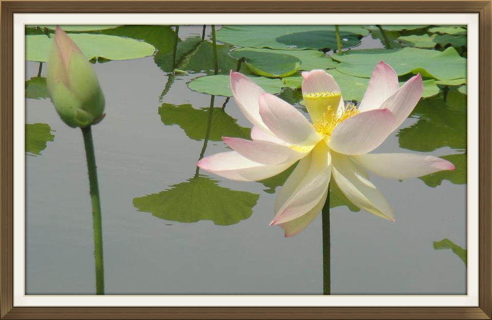 Lotus in Full Bloom and Lotus Bud